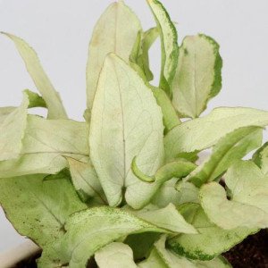 2 Syngonium Plants In White Bottle Ceramic Pot