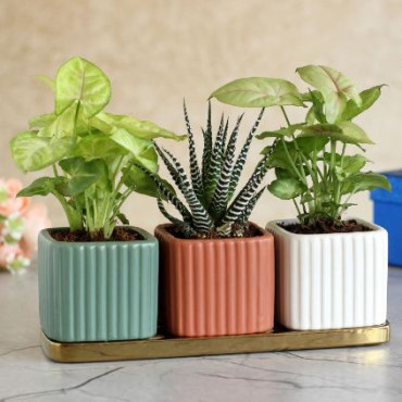 3 Refreshing Plants In Square Pots With Golden Plate