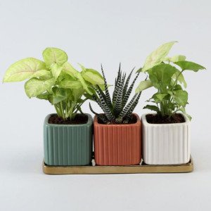 3 Refreshing Plants In Square Pots With Golden Pla..