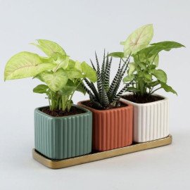 3 Refreshing Plants In Square Pots With Golden Plate
