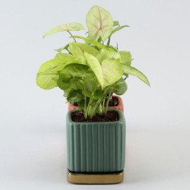 3 Refreshing Plants In Square Pots With Golden Plate