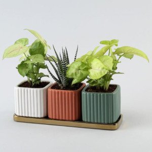 3 Refreshing Plants In Square Pots With Golden Pla..