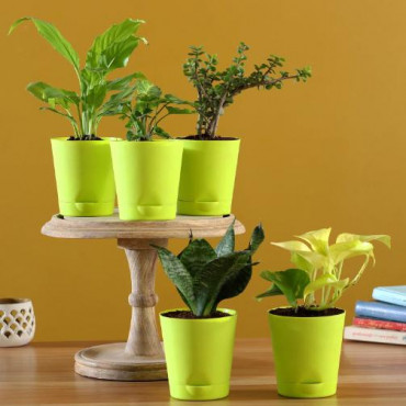 5 Air Purifying Plants With Self Watering Pots