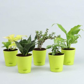 5 Air Purifying Plants With Self Watering Pots