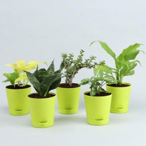 5 Air Purifying Plants With Self Watering Pots