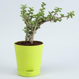 5 Air Purifying Plants With Self Watering Pots