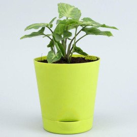 5 Air Purifying Plants With Self Watering Pots