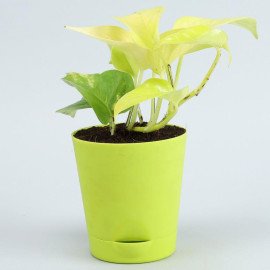 5 Air Purifying Plants With Self Watering Pots