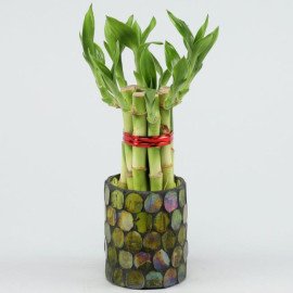 5 Bamboo Sticks in Green Mosaic Votive