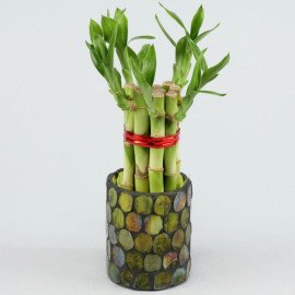 5 Bamboo Sticks in Green Mosaic Votive