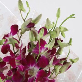 6 Royal Orchids Bunch