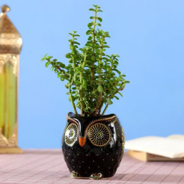 Adorable Jade Plant in Hand painted Owl Planter