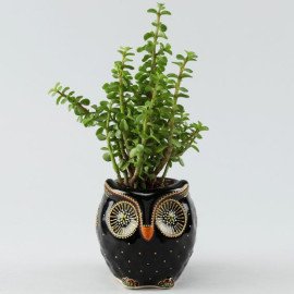 Adorable Jade Plant in Hand painted Owl Planter