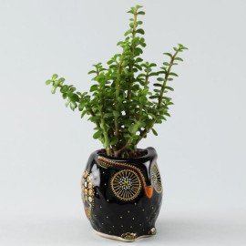 Adorable Jade Plant in Hand painted Owl Planter