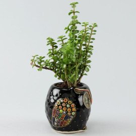Adorable Jade Plant in Hand painted Owl Planter