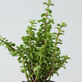 Adorable Jade Plant in Hand painted Owl Planter