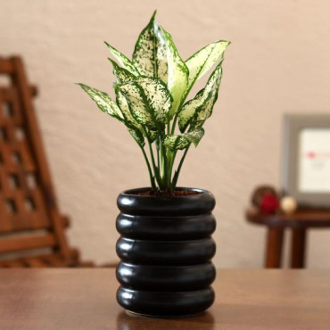 Aglaonema Plant In Black Tube Planter