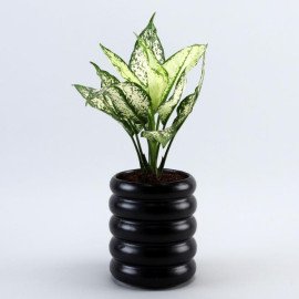 Aglaonema Plant In Black Tube Planter