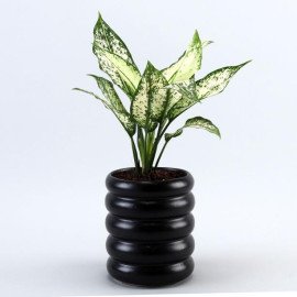 Aglaonema Plant In Black Tube Planter