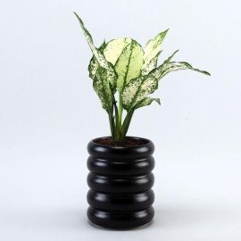 Aglaonema Plant In Black Tube Planter