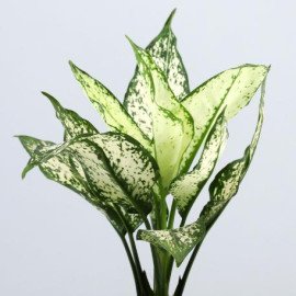 Aglaonema Plant In Black Tube Planter