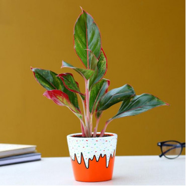 4153,Aglaonema Plant In Orange Ice Cream Cone Pot