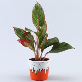 4153,Aglaonema Plant In Orange Ice Cream Cone Pot