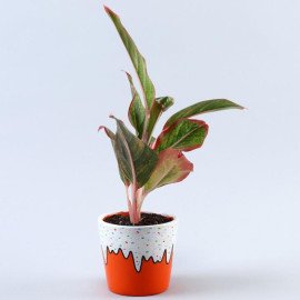 4153,Aglaonema Plant In Orange Ice Cream Cone Pot