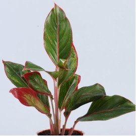 4153,Aglaonema Plant In Orange Ice Cream Cone Pot
