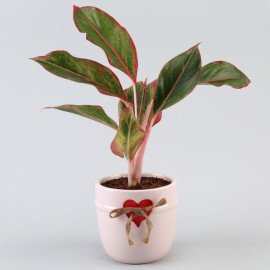 Aglaonema Plant N Lucky To Have U Table Top