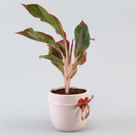 Aglaonema Plant N Lucky To Have U Table Top
