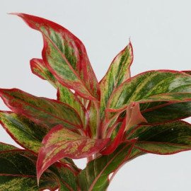 Aglaonema Plant N Lucky To Have U Table Top