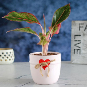 Aglaonema Plant Pink Red Heart Pot