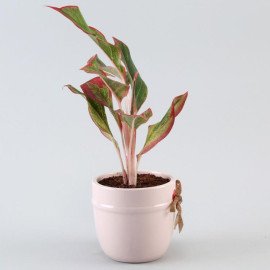 Aglaonema Plant Pink Red Heart Pot