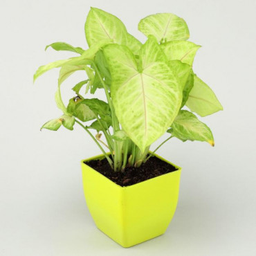 Air Purifying Syngonium Plant In Green Pot