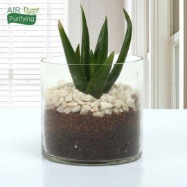 Aloe Vera Glory Terrarium