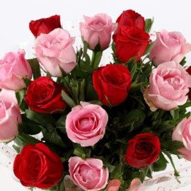 Appealing 18 Red Pink Roses Bunch