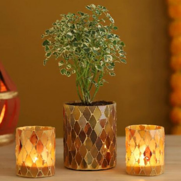 Aralia Plant Peach Mosaic Votives Set