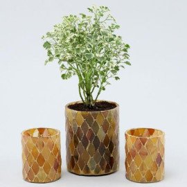Aralia Plant Peach Mosaic Votives Set