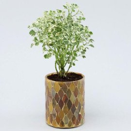 Aralia Plant Peach Mosaic Votives Set