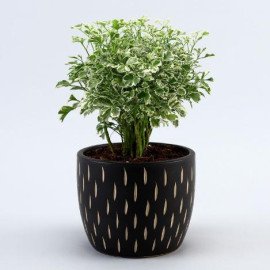 Araliya Plant In Black Carved Planter