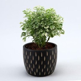 Araliya Plant In Black Carved Planter