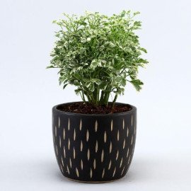 Araliya Plant In Black Carved Planter