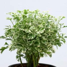 Araliya Plant In Black Carved Planter