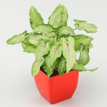 Arrowhead Syngonium In Red Pot