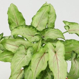 Arrowhead Syngonium In Red Pot