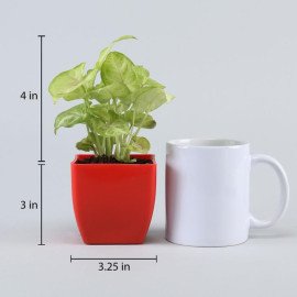Arrowhead Syngonium In Red Pot
