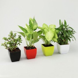 Bamboo Jade Syngonium Money Plant Set