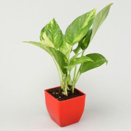 Bamboo Jade Syngonium Money Plant Set