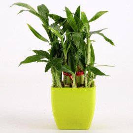 Bamboo Plant & Pink Dhoti Ganesha Idol